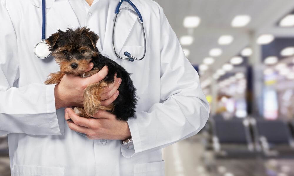 Köpekler Ne Sıklıkla Veterinere Gider?